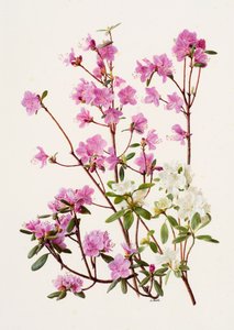 Rhododendron dauricum