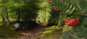 Septembernachmittag am Rand von Adel Woods von Raymond Booth