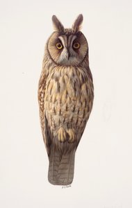 Studie einer Waldohreule von Raymond Booth