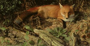 Der Fuchs