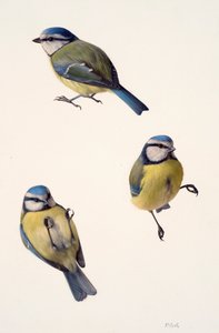 Drei Studien einer Blaumeise
