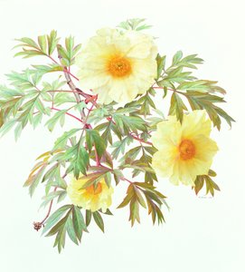 Baumpfingstrose 