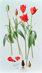 Tulipa Amabilis von Raymond Booth