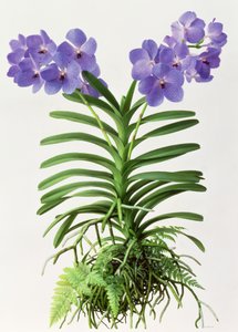 Vanda Rothschildiana von Raymond Booth
