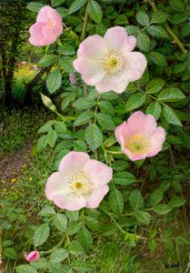 Wilde Rosen