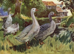 Illustration für Mein Bauernhof von Reginald Mills