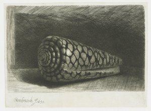 Die Muschel von Rembrandt van Rijn