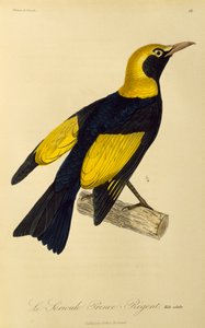Erwachsenes Männchen des Regent-Laubenvogels (Sericulus chrysocephalus), Gravur aus Histoire naturelle des oiseaux de paradis et des epimagues