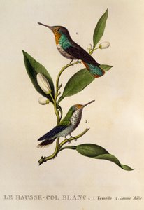 Rubin-Topas-Kolibri Weibchen und junger Männchen (Chrysolampis mosquitus), Gravur aus Les trochilidees ou les colibris et les oiseaux-mouches