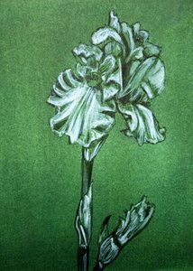 Elegante grüne Iris
