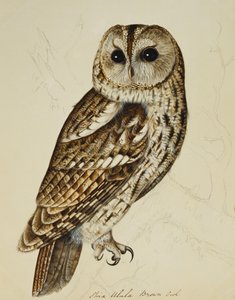 Braune Eule (Strix Ulula)