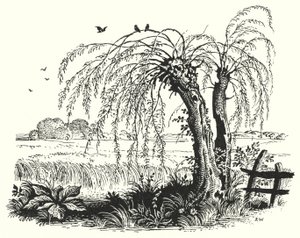 Hans Christian Andersen: Der Buchweizen (Lithographie) von Rex (after) Whistler