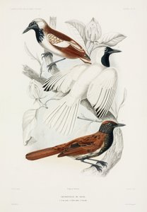 Ameisenvögel von John Pardon