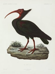 Waldrapp, Algerien