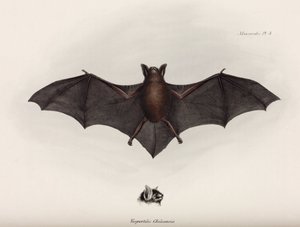 Fledermaus, Südamerika, ca. 1832-1836