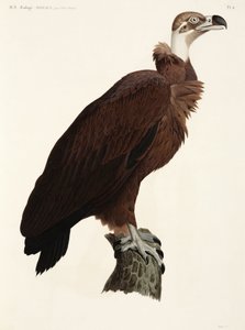 Brauner Geier, Ägypten von John Pardon