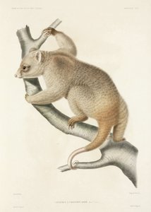 Kuskus