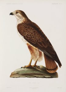 Falke, Algerien