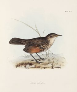 Schnäpper, ca. 1832-1836