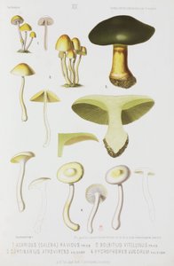 Vier Arten von Pilzen, um 1874