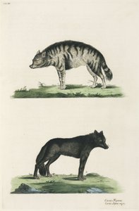 Hyäne und Wolf
