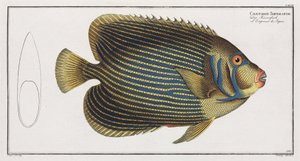 Kaiserfisch