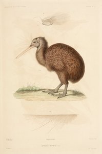 Kiwi, Neuseeland
