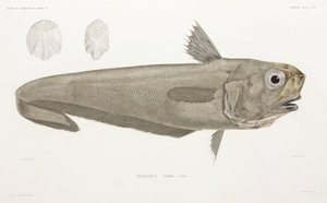 Messerfisch