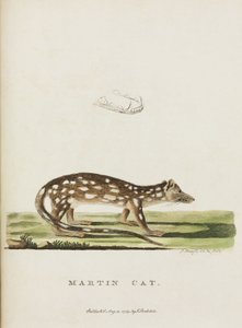 Martin-Katze, Australien, ca. 1788