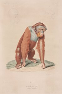 Orang-Utan, Indonesien von John Pardon