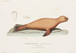 Seelöwe, Falklandinseln von John Pardon