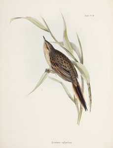 Spitzschwanz, Südamerika, ca. 1832-1836