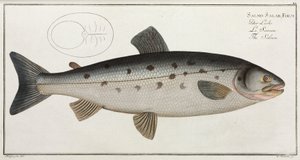 Der Lachs von John Pardon