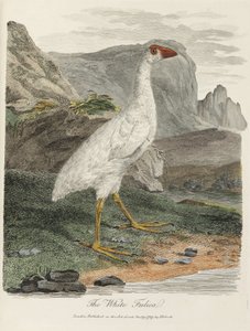 Die Weiße Fulica von John Pardon