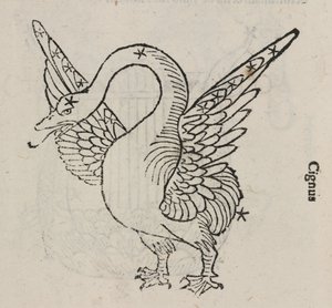 Das Sternbild des Schwans von John Pardon