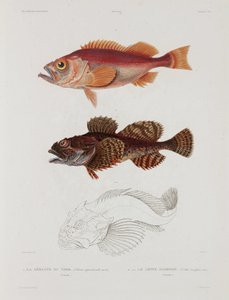 Zwei Arten von Fischen, Island, frühes 19. Jahrhundert