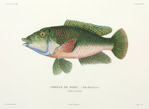 Art von Lippfisch, Tahiti von John Pardon