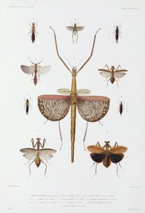 Insektenarten, Australien, Salomonen und Indonesien