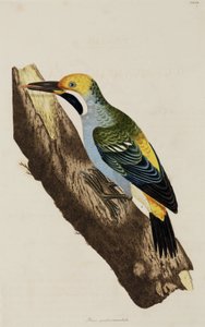 Specht von John Pardon