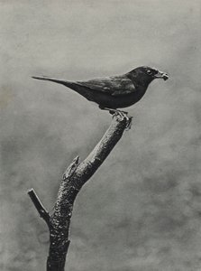Männliche Amsel mit Futter für Junge von Richard and Cherry Kearton