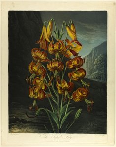 Die prächtige Lilie, aus Der Tempel der Flora von Richard Earlom
