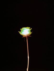 Ohne Titel, 2007 von Richard Green