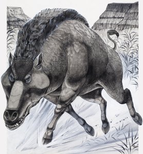 Daeodon