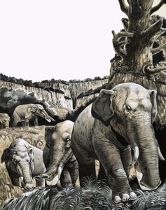 Der seltsame Amebelodon