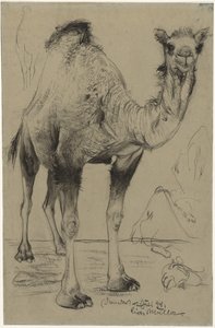Dromedar, 1894