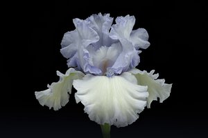 Elegante blaue Iris