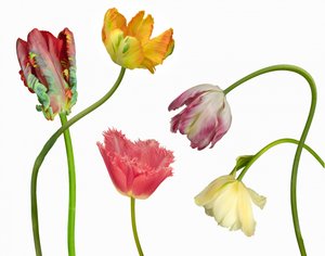 Einzigartige bunte Tulpen