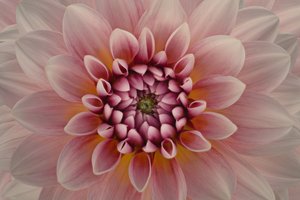 Lebendige pinke Dahlie von Richard Urbanski