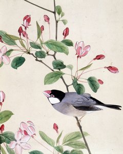 Vogel - Japanische Zeichnung von Riou Chim, späte 19. Jahrhundert