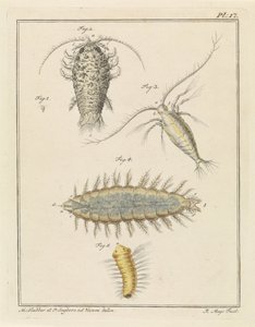 Assel, Copepode und Borstenwurm